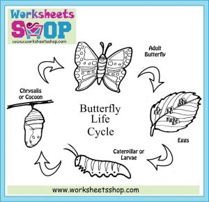 Rich Rusults on Google's SERP when searching for 'Life cycle butterfly coloring page'